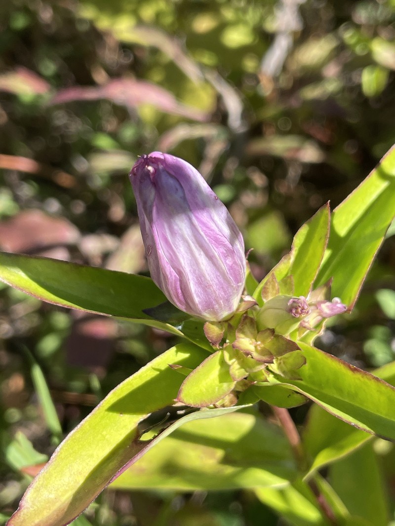 Gentian photo 3