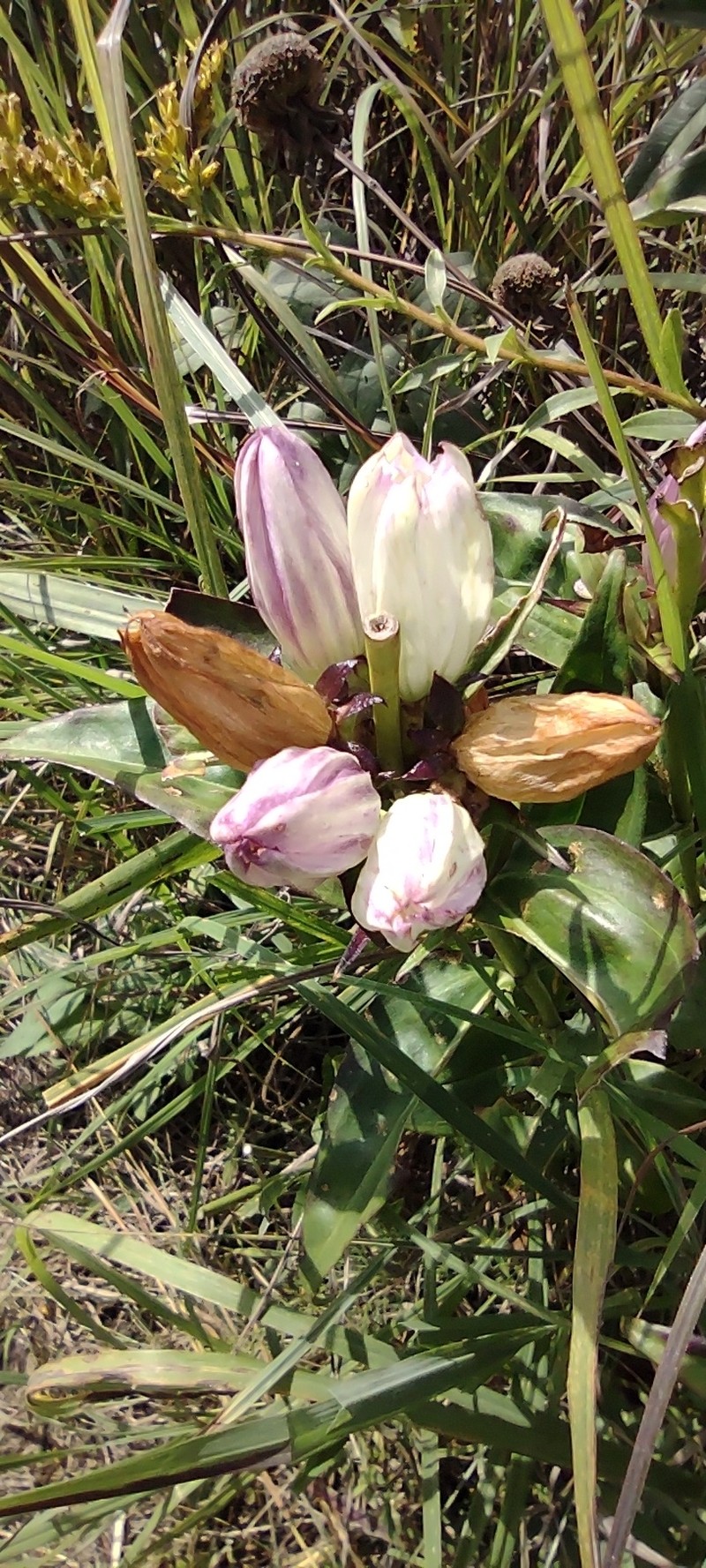 Gentian photo 4