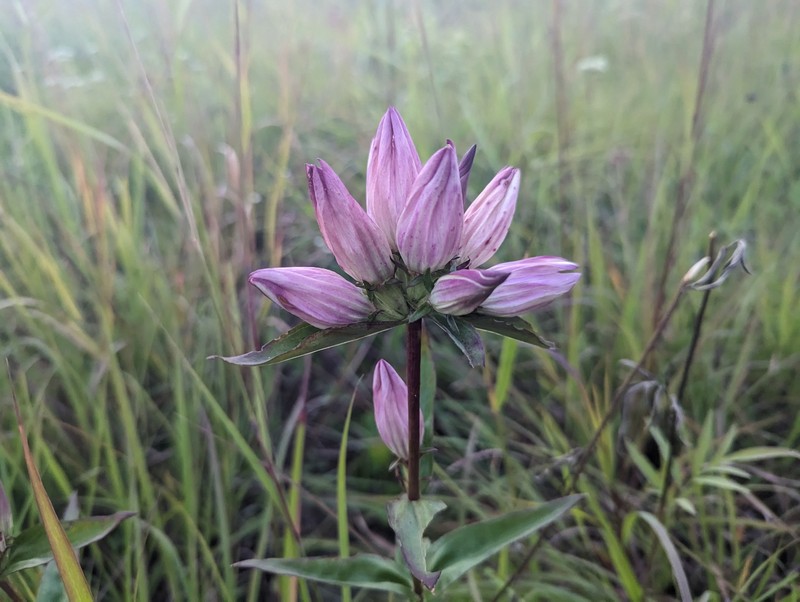 Gentian photo 5