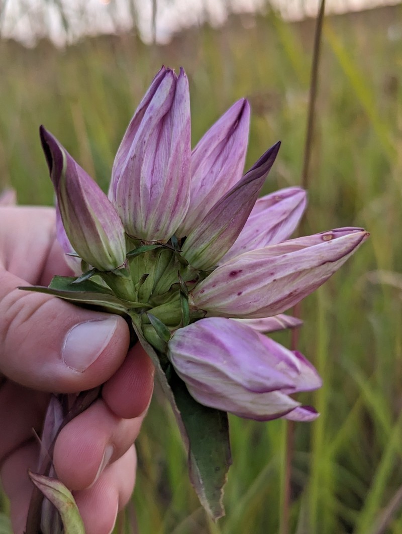 Gentian photo 6