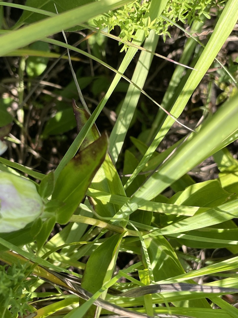 Gentian photo 7