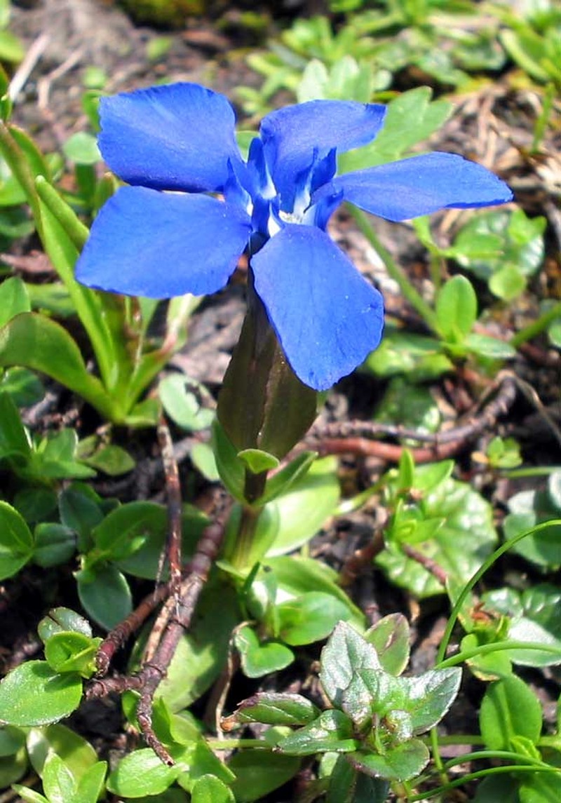 Gentian
