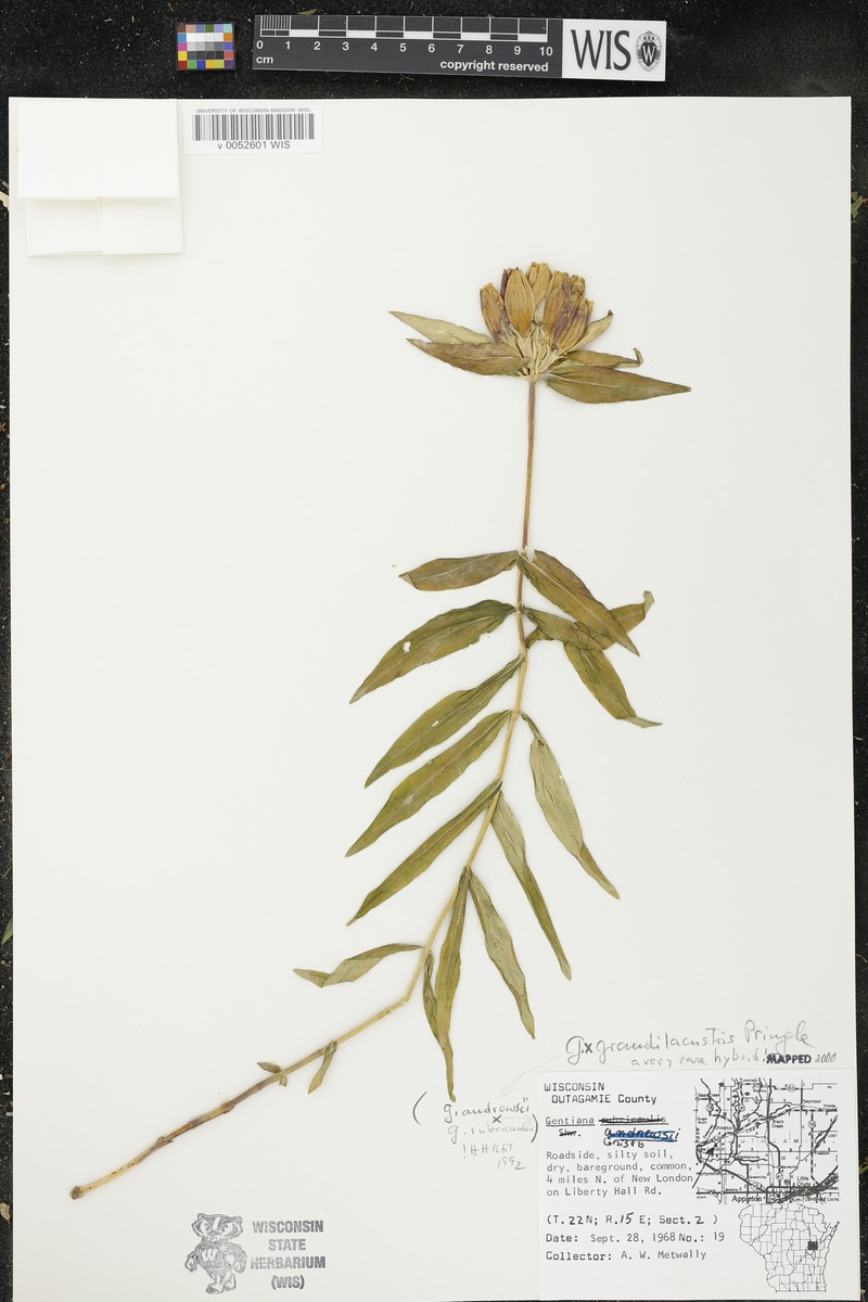 Gentian