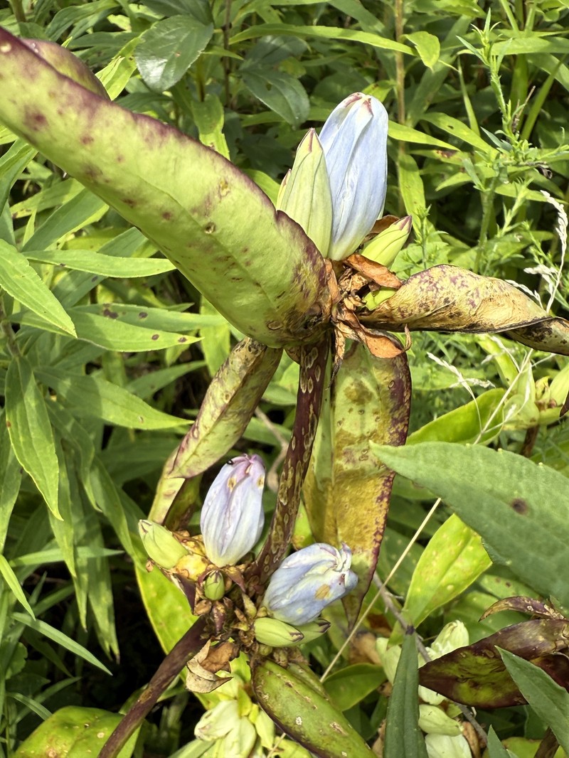 Gentian