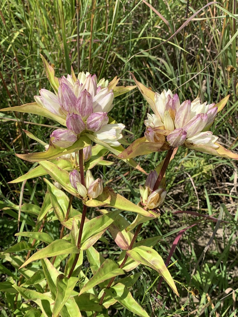 Gentian photo 2