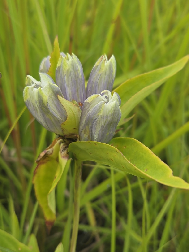 Gentian photo 3
