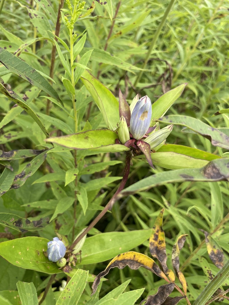 Gentian photo 4