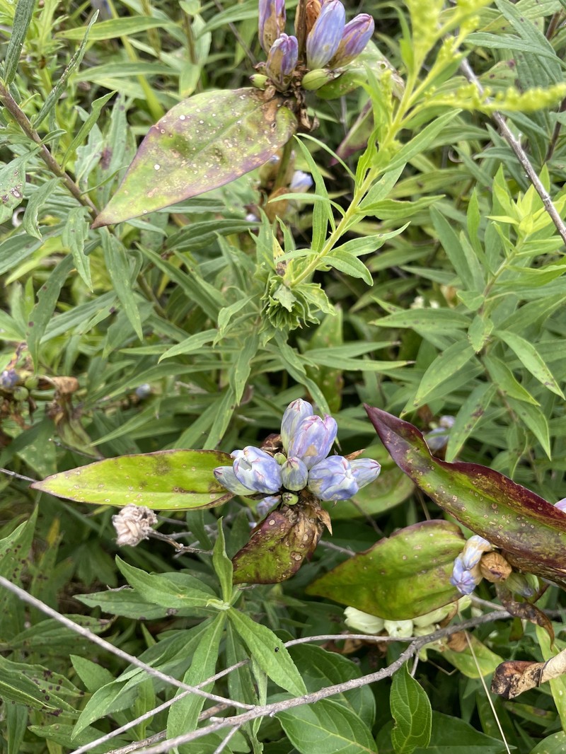Gentian photo 5