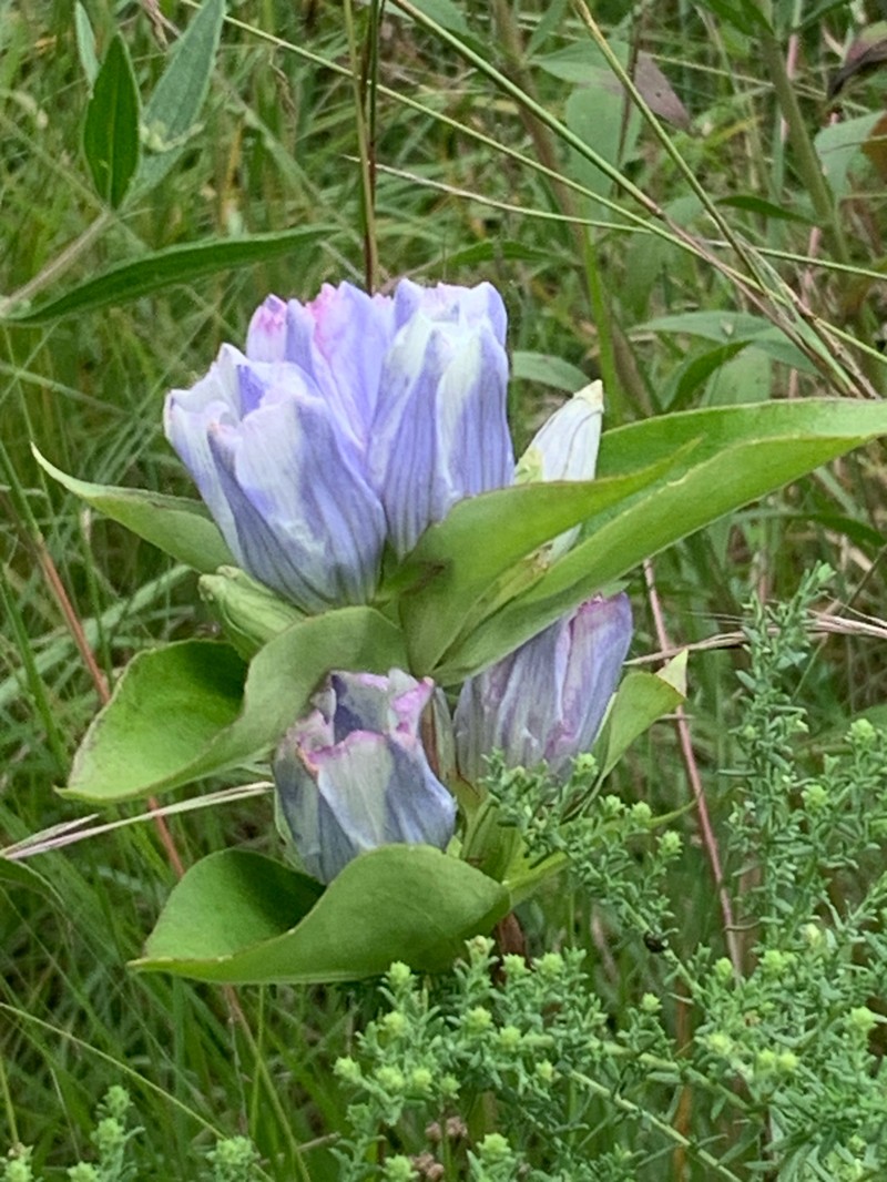 Gentian photo 6