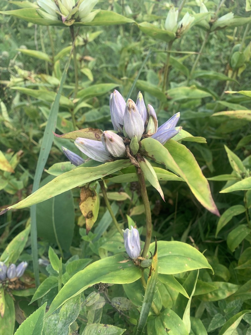 Gentian photo 7