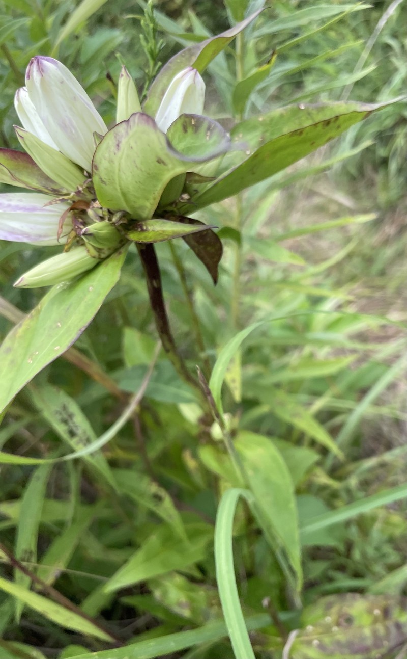 Gentian photo 8