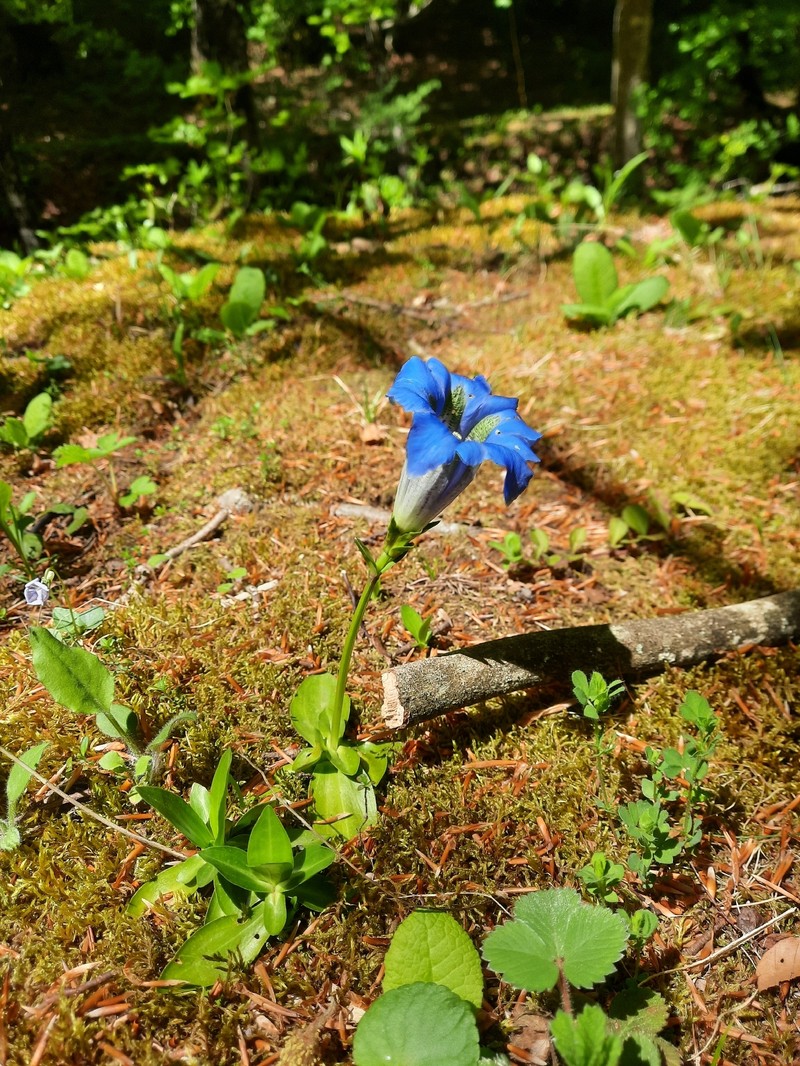 Gentiana acaulis subsp. dinarica