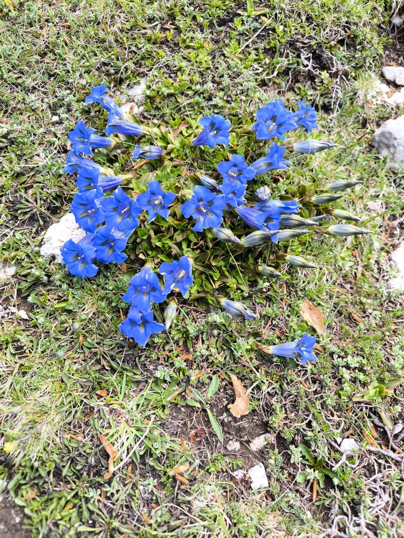 Gentiana acaulis subsp. dinarica photo 2