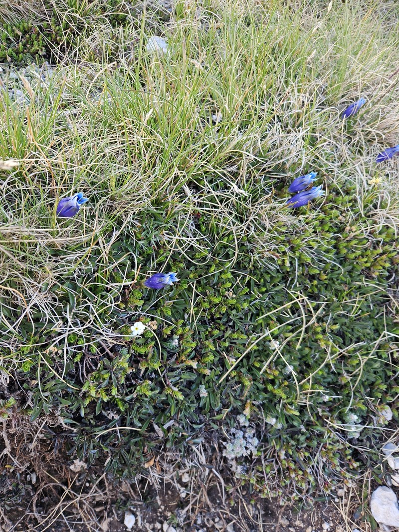 Gentiana acaulis subsp. dinarica photo 3