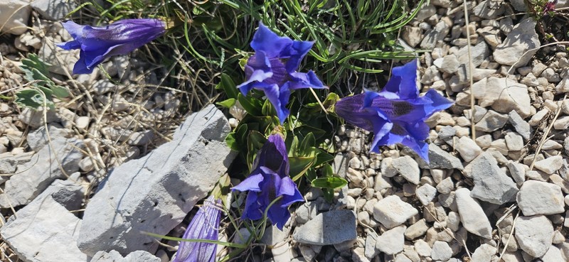 Gentiana acaulis subsp. dinarica photo 4