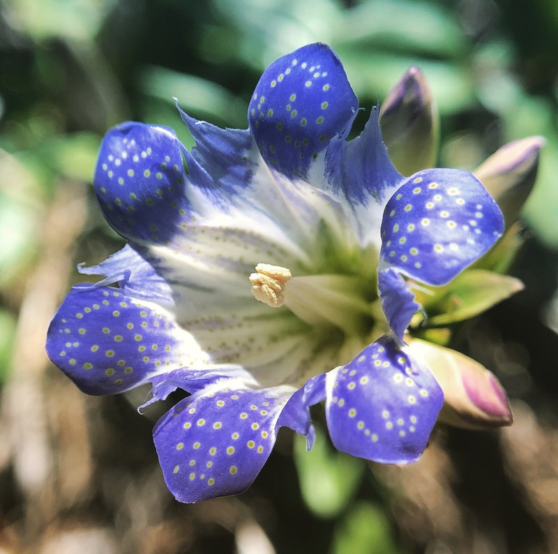 Pleated Gentian