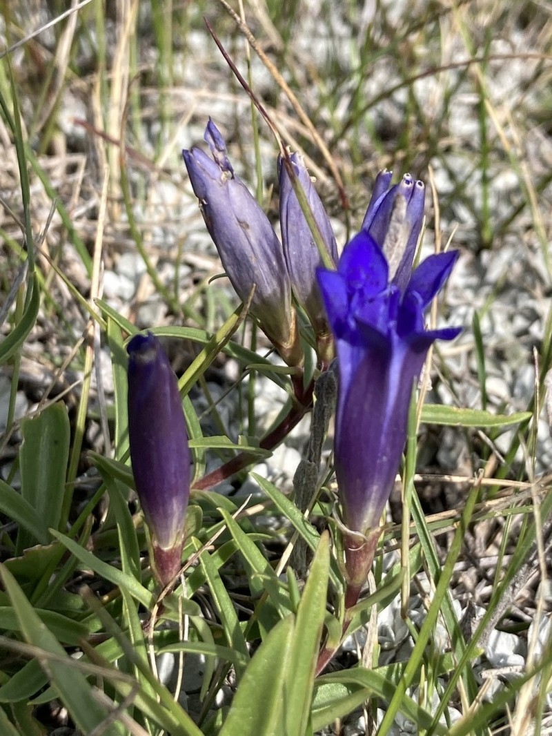 Pleated Gentian photo 2