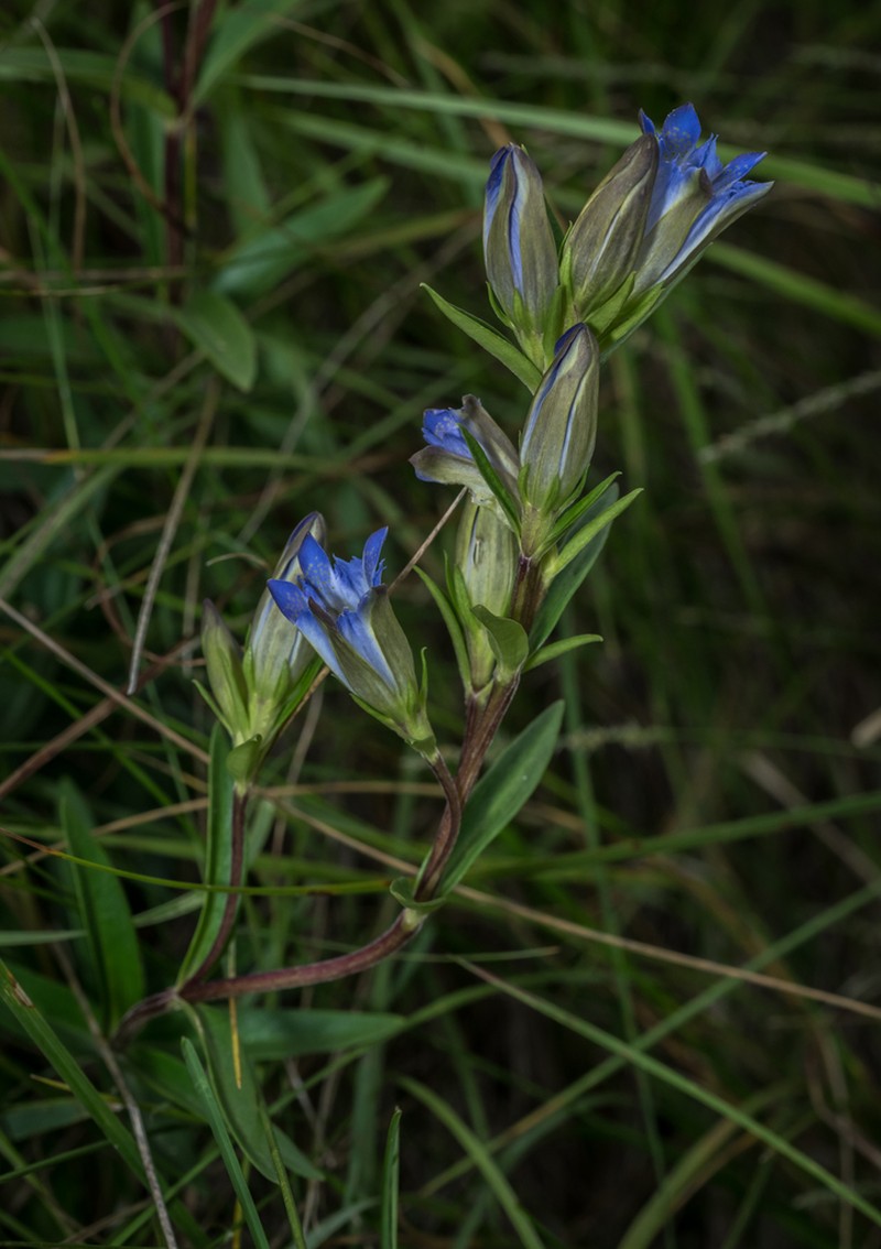 Pleated Gentian photo 3