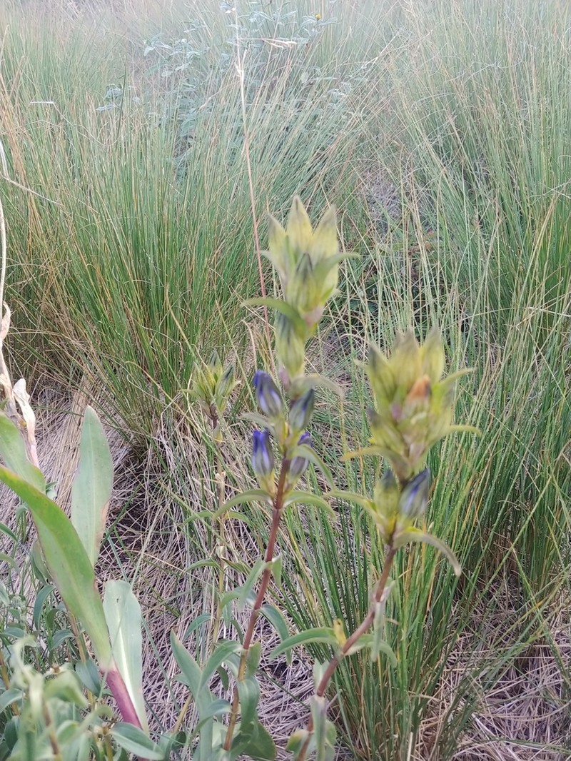 Pleated Gentian photo 4