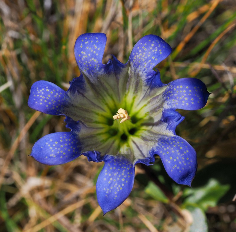 Pleated Gentian photo 5