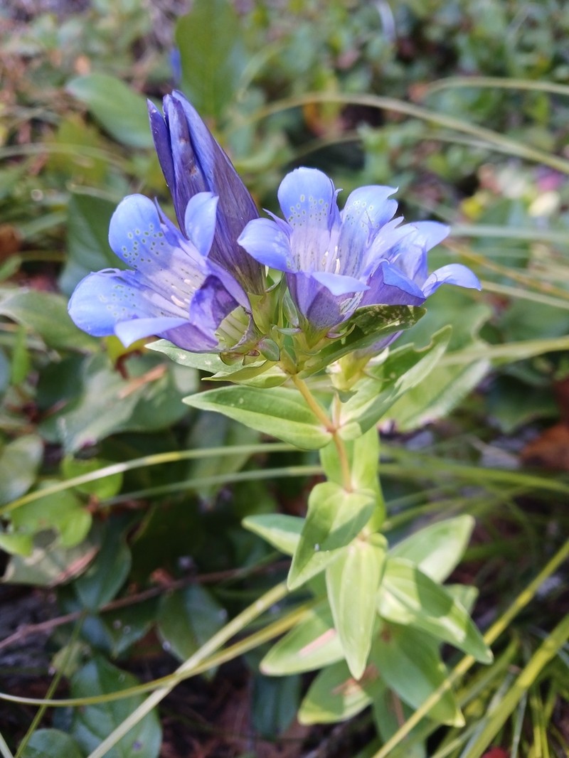 Pleated Gentian photo 6