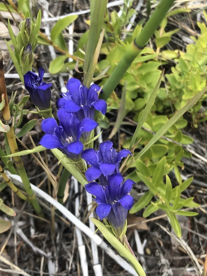 Pleated Gentian photo 7