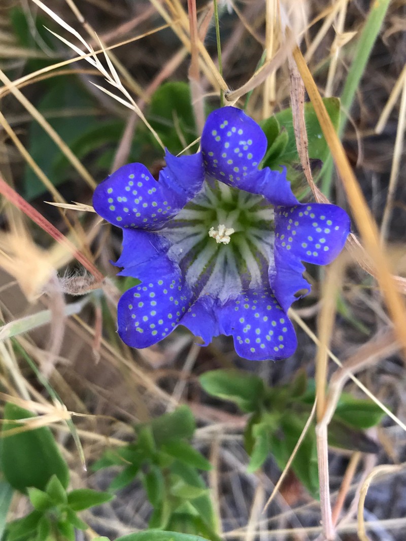 Pleated Gentian photo 8