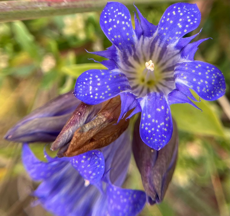 Gentiana affinis var. ovata