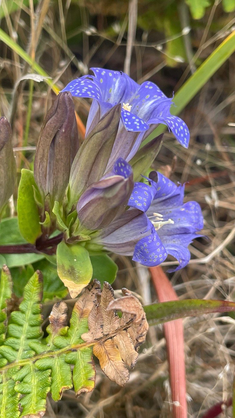 Gentiana affinis var. ovata photo 2