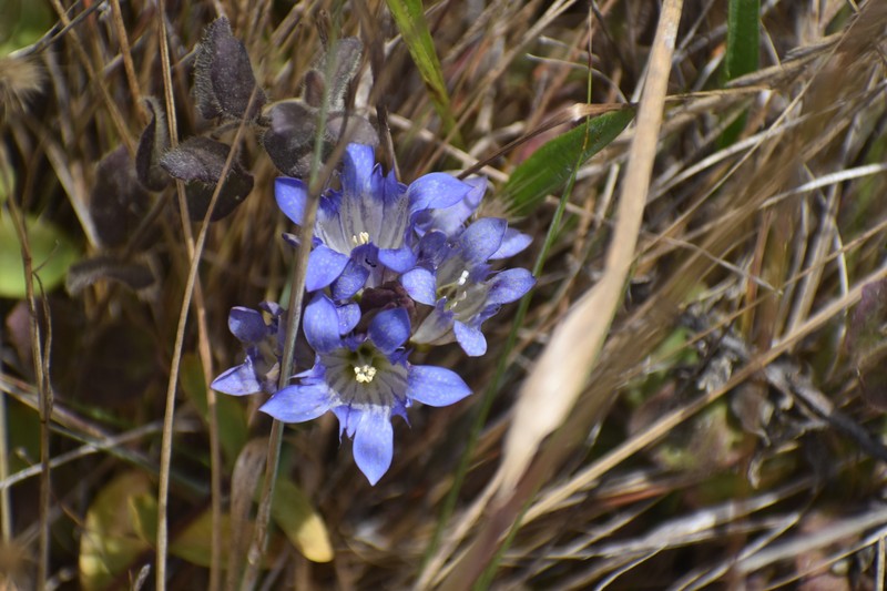 Gentiana affinis var. ovata photo 3
