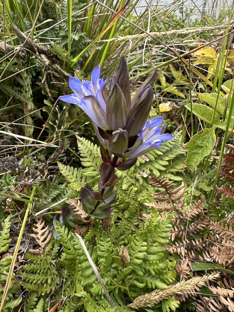 Gentiana affinis var. ovata photo 4