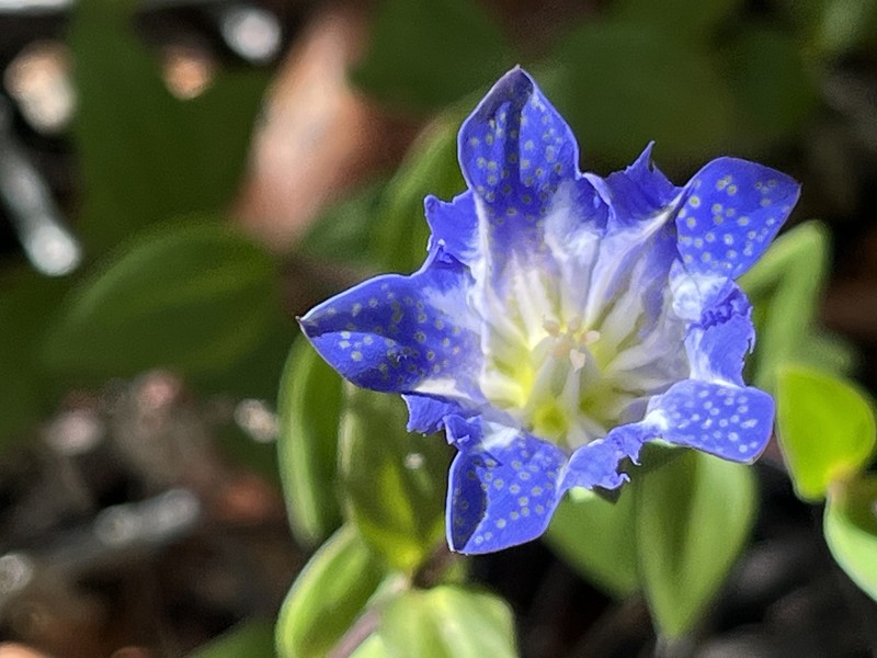Gentiana affinis var. ovata photo 5