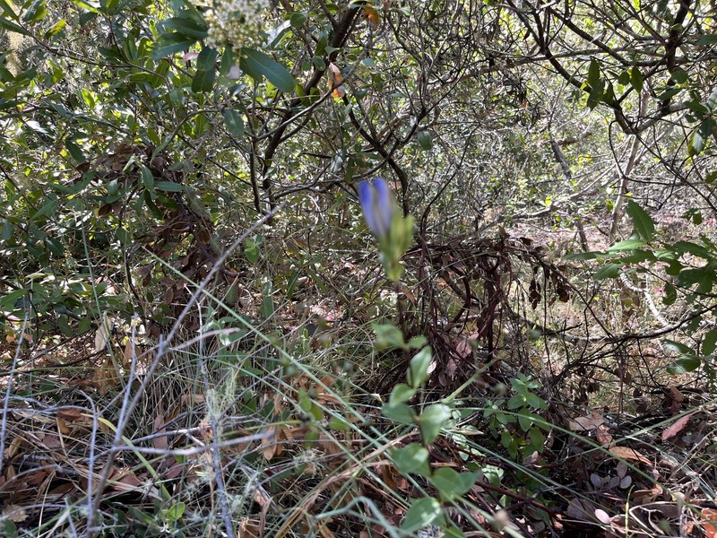 Gentiana affinis var. ovata photo 6