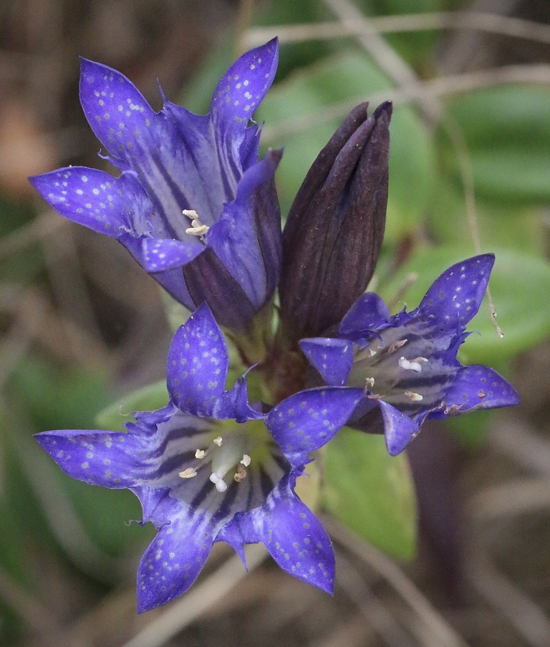 Gentiana affinis var. ovata photo 7