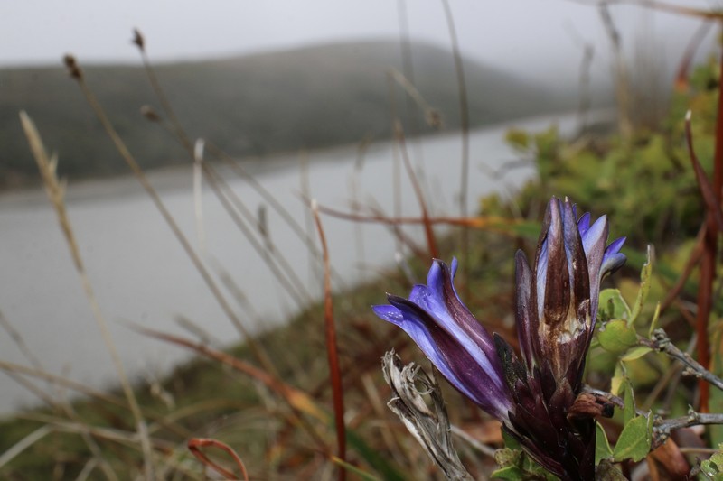 Gentiana affinis var. ovata photo 8