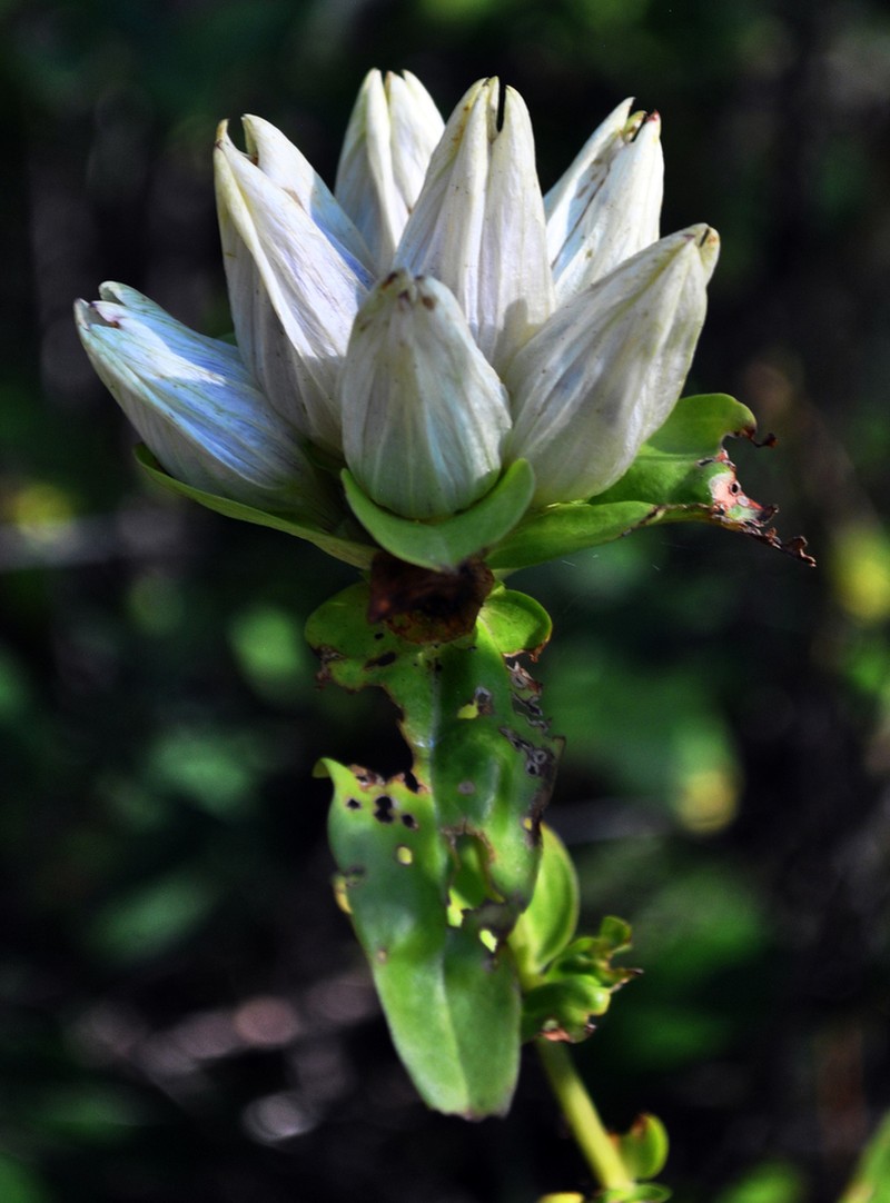 Plain Gentian