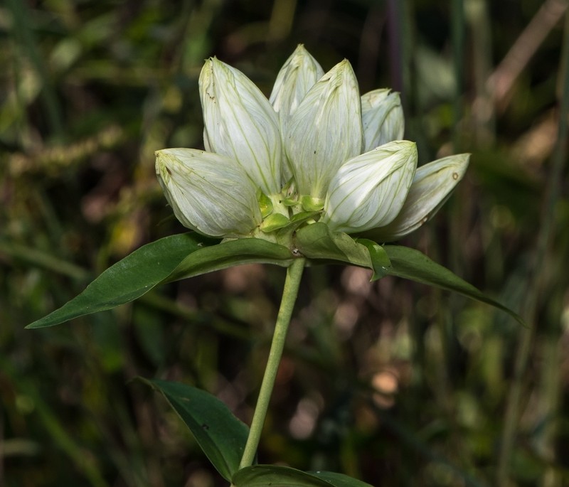 Plain Gentian photo 2