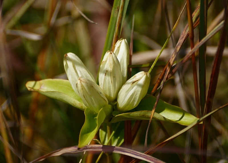 Plain Gentian photo 3