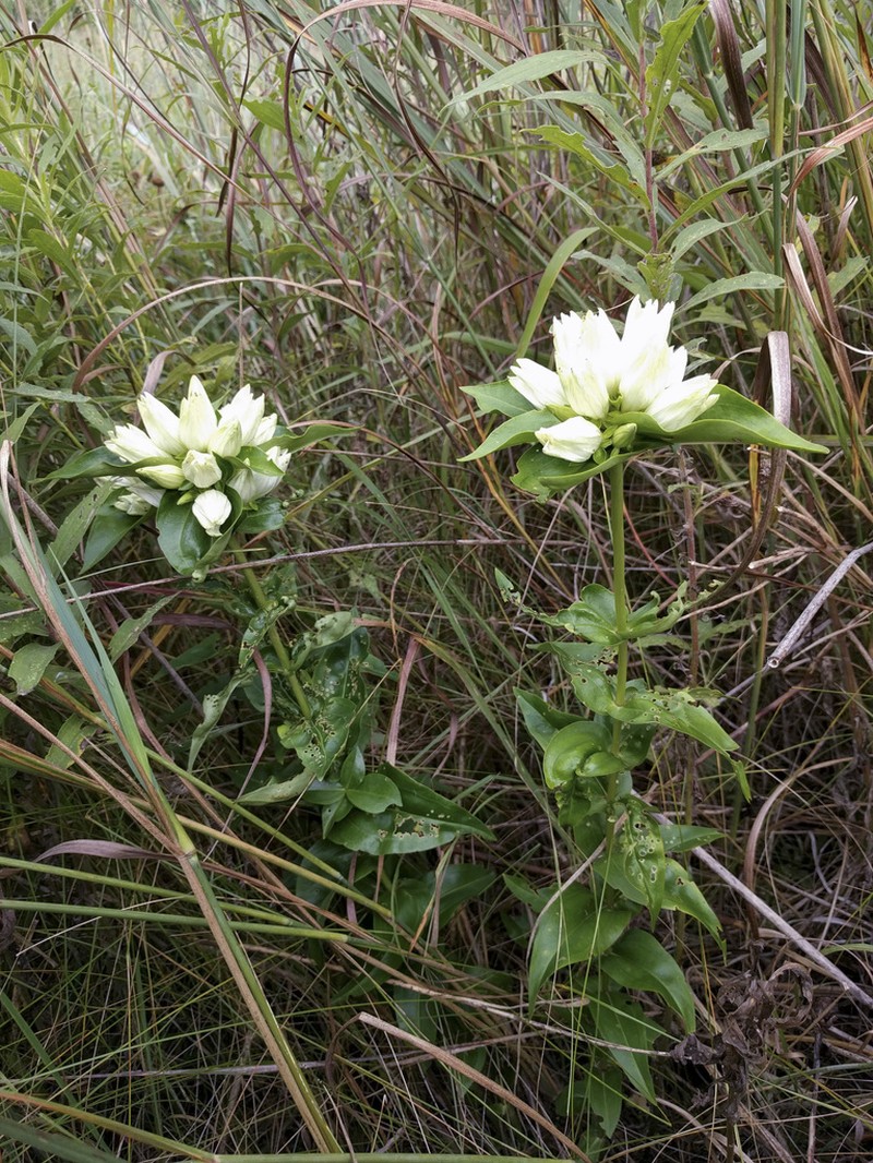 Plain Gentian photo 4