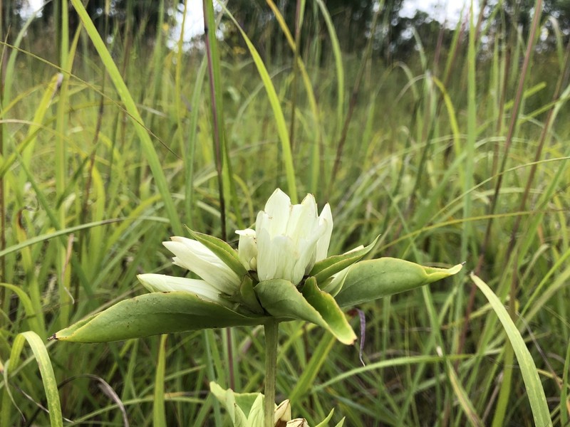 Plain Gentian photo 5