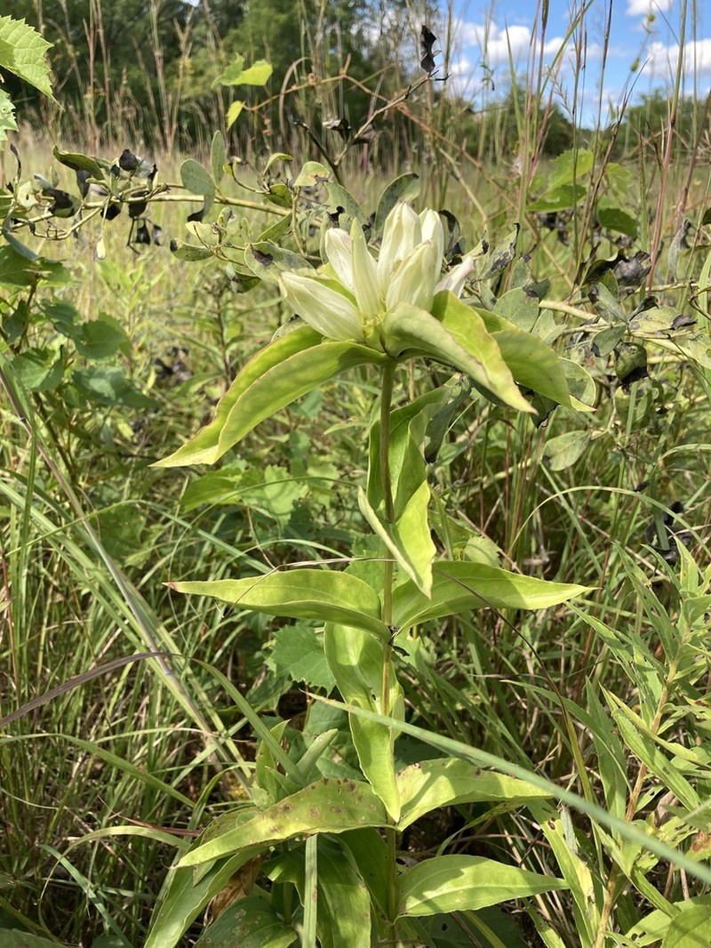 Plain Gentian photo 6