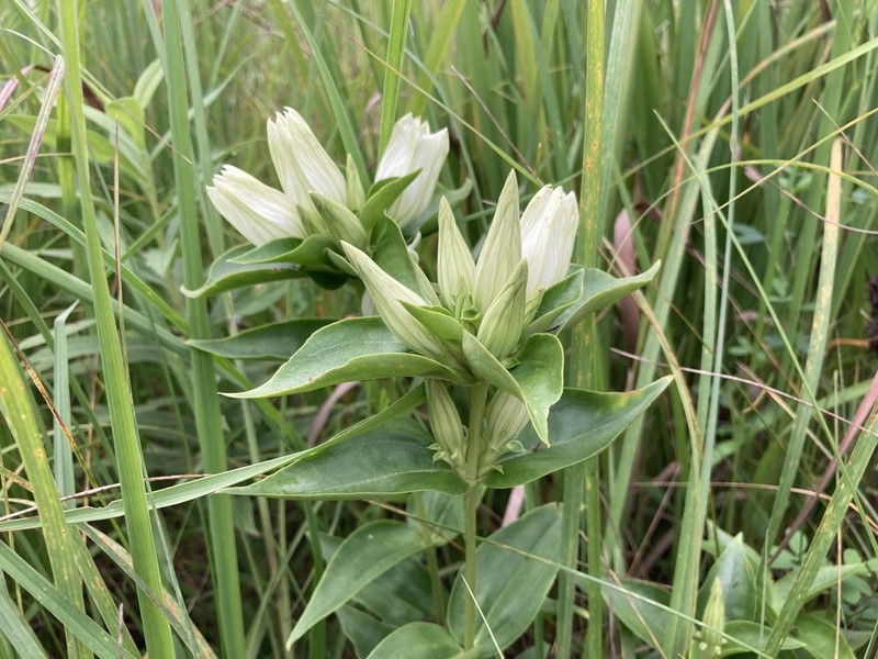 Plain Gentian photo 7
