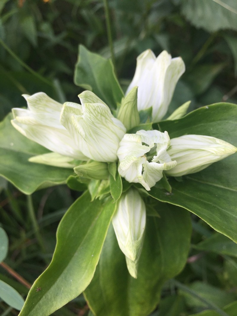 Plain Gentian photo 8
