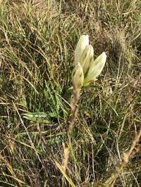 Whitish Gentian