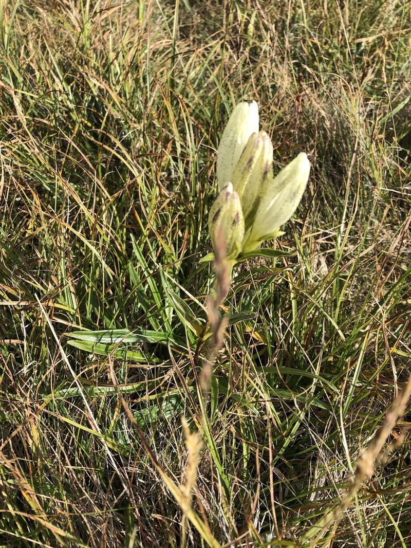Whitish Gentian