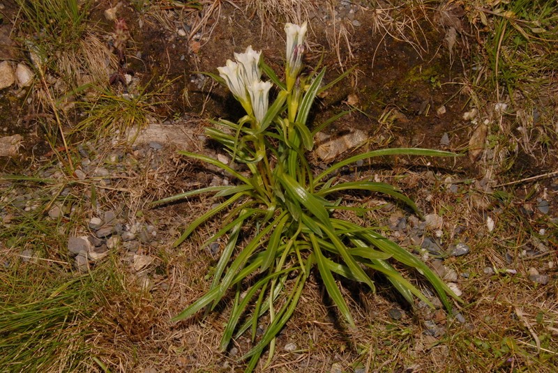 Whitish Gentian photo 2