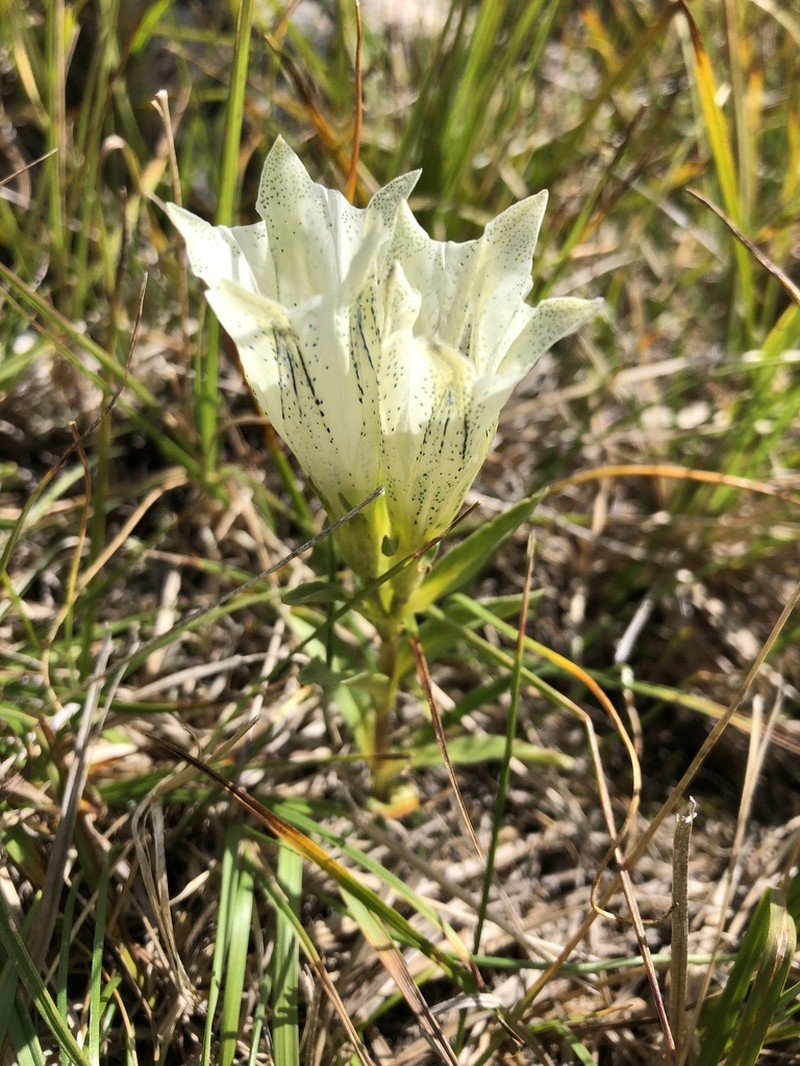 Whitish Gentian photo 3