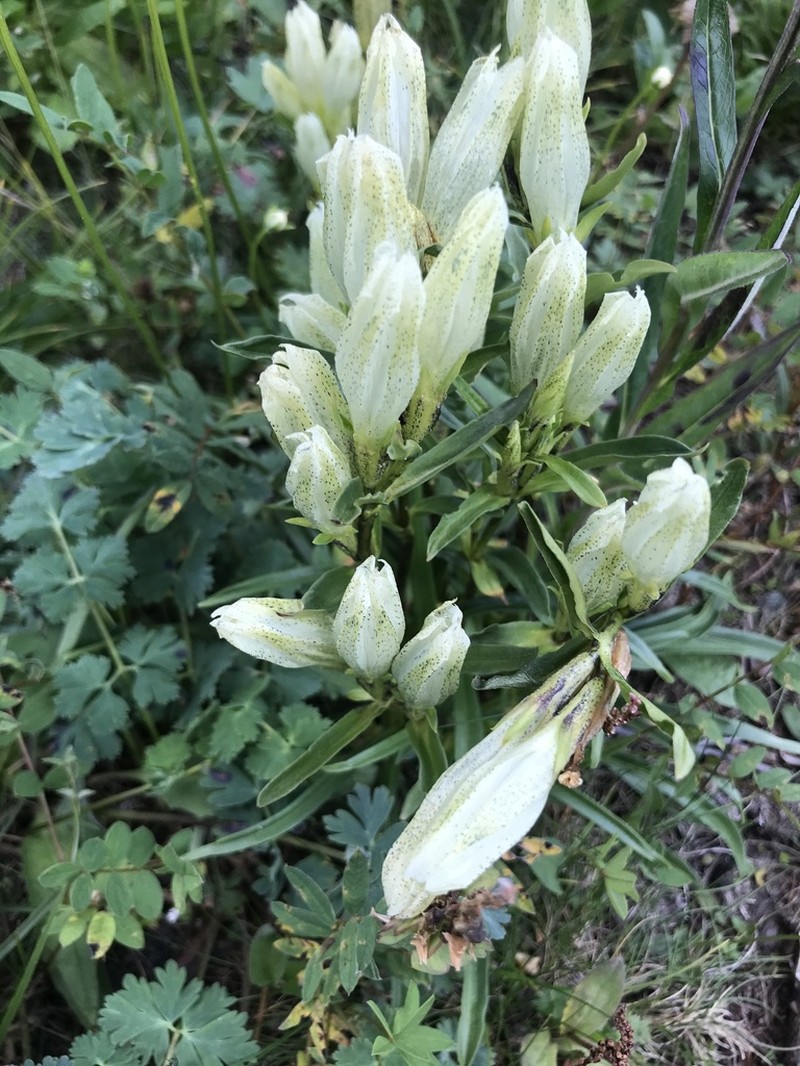 Whitish Gentian photo 4