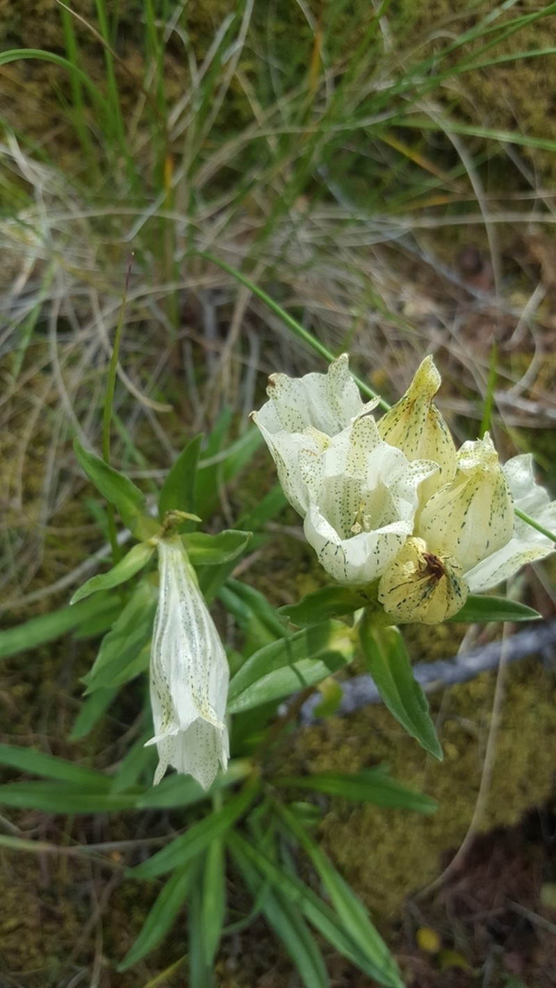 Whitish Gentian photo 5