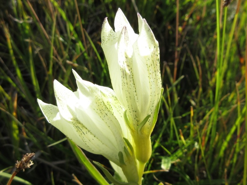 Whitish Gentian photo 6